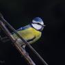 Cinciarella - Eurasian blue tit (Cyanistes caeruleus)