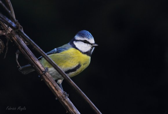 Cinciarella - Eurasian blue tit (Cyanistes caeruleus)