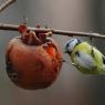 Cinciarella - Eurasian blue tit (Cyanistes caeruleus)