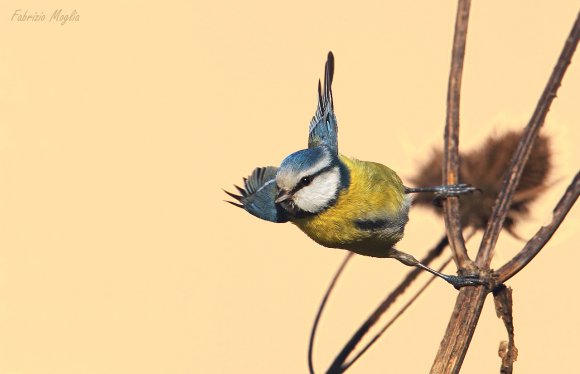 Cinciarella - Eurasian blue tit (Cyanistes caeruleus)