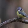 Cinciarella - Eurasian blue tit (Cyanistes caeruleus)