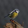 Cinciarella - Eurasian blue tit (Cyanistes caeruleus)