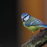 Cinciarella - Eurasian blue tit (Cyanistes caeruleus)