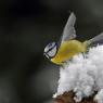 Cinciarella - Eurasian blue tit (Cyanistes caeruleus)