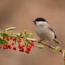 Cincia bigia - Marsh tit (Poecile palustris)