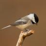 Cincia bigia - Marsh tit (Poecile palustris)