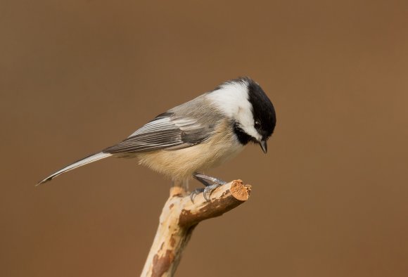 Cincia bigia - Marsh tit (Poecile palustris)