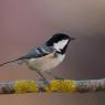 Cincia mora - Coal tit (Periparus ater)