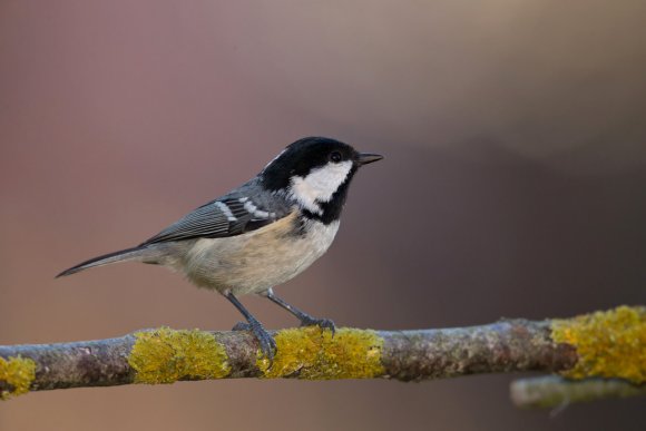 Cincia mora - Coal tit (Periparus ater)