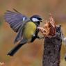 Cinciallegra - Great tit (Parus major)