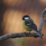 Cinciallegra - Great tit (Parus major)