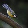 Cinciallegra - Great tit (Parus major)