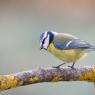 Cinciarella - Eurasian blue tit (Cyanistes caeruleus)