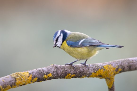 Cinciarella - Eurasian blue tit (Cyanistes caeruleus)