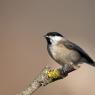 Cincia bigia - Marsh tit (Poecile palustris)