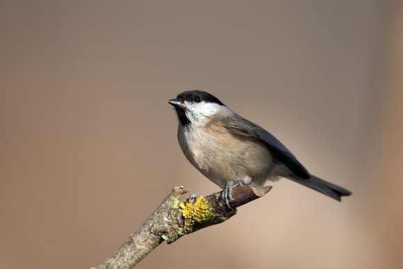 Cincia bigia - Marsh tit (Poecile palustris)