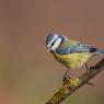 Cinciarella - Eurasian blue tit (Cyanistes caeruleus)