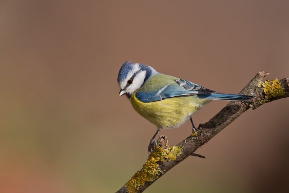 Cinciarella - Eurasian blue tit (Cyanistes caeruleus)