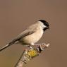 Cincia bigia - Marsh tit (Poecile palustris)