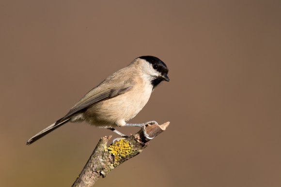 Cincia bigia - Marsh tit (Poecile palustris)