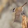 Cincia bigia - Marsh tit (Poecile palustris)