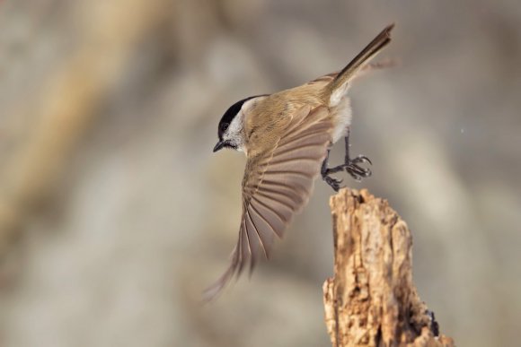 Cincia bigia - Marsh tit (Poecile palustris)