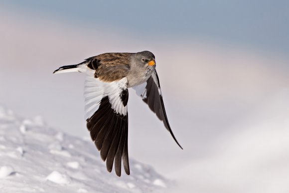 Fringuello alpino - Snow Finch (Montifringilla nivalis)