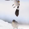 Fringuello alpino - Snow Finch (Montifringilla nivalis)