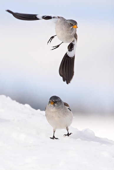 Fringuello alpino - Snow Finch (Montifringilla nivalis)