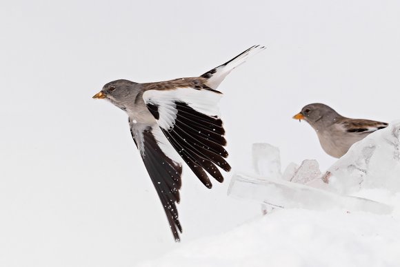 Fringuello alpino - Snow Finch (Montifringilla nivalis)