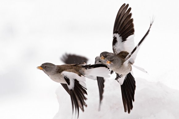 Fringuello alpino - Snow Finch (Montifringilla nivalis)