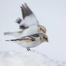 Zigolo delle nevi - Snow Bunting (Plectrophenax nivalis)