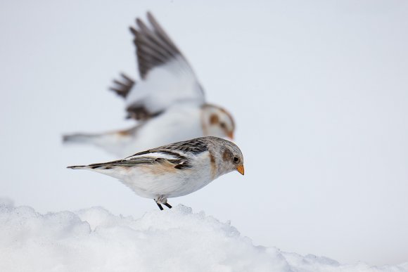 Zigolo delle nevi - Snow Bunting (Plectrophenax nivalis)