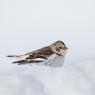 Zigolo delle nevi - Snow Bunting (Plectrophenax nivalis)