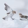 Zigolo delle nevi - Snow Bunting (Plectrophenax nivalis)