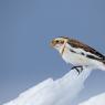 Zigolo delle nevi - Snow Bunting (Plectrophenax nivalis)