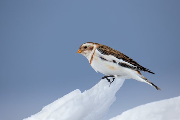 Zigolo delle nevi - Snow Bunting (Plectrophenax nivalis)