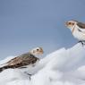 Zigolo delle nevi - Snow Bunting (Plectrophenax nivalis)