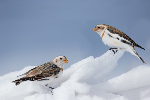 Zigolo delle nevi - Snow Bunting (Plectrophenax nivalis)