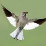 Fringuello alpino -Snow finch (Montifringilla nivalis)