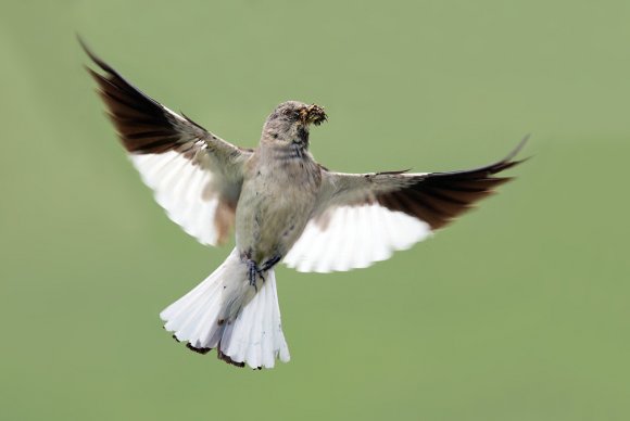 Fringuello alpino -Snow finch (Montifringilla nivalis)