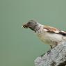 Fringuello alpino -Snow finch (Montifringilla nivalis)