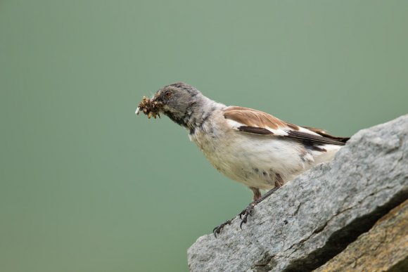 Fringuello alpino -Snow finch (Montifringilla nivalis)