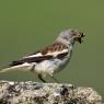 Fringuello alpino -Snow finch (Montifringilla nivalis)