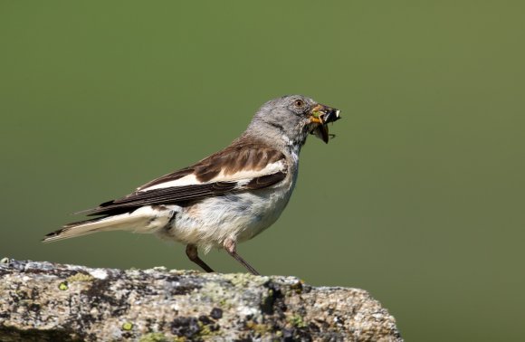 Fringuello alpino -Snow finch (Montifringilla nivalis)