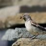 Fringuello alpino -Snow finch (Montifringilla nivalis)