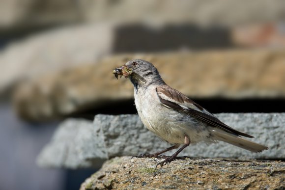 Fringuello alpino -Snow finch (Montifringilla nivalis)