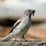 Fringuello alpino -Snow finch (Montifringilla nivalis)