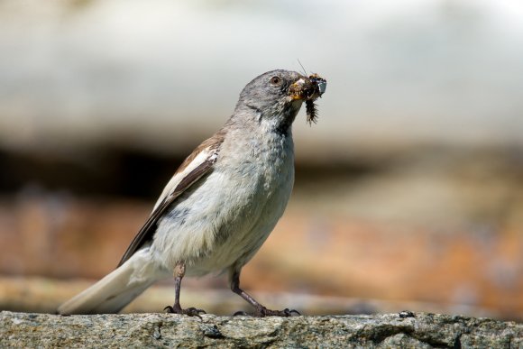 Fringuello alpino -Snow finch (Montifringilla nivalis)