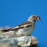 Fringuello alpino -Snow finch (Montifringilla nivalis)